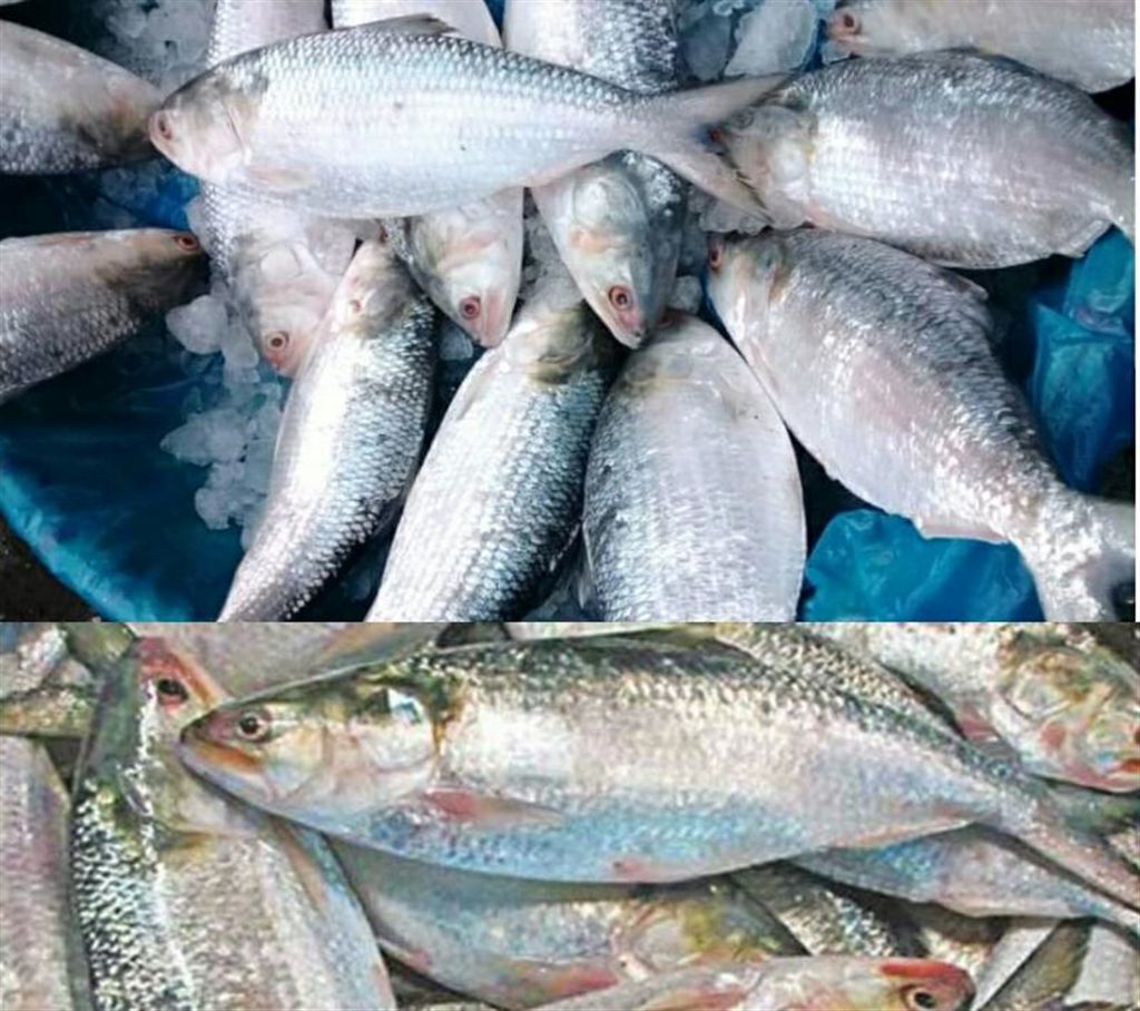 Large Hilsa (2 kg) of Padma