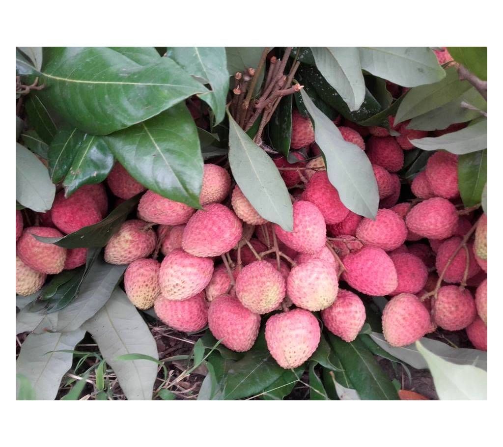 Premium Bombai Litchi