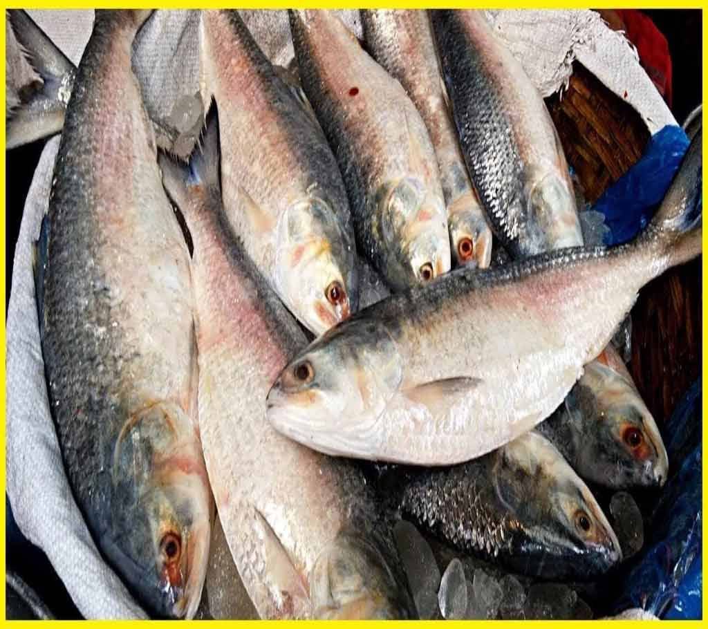 Hilsha (1 kg)