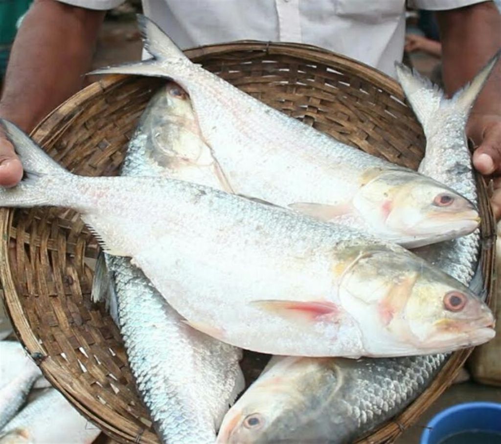 Hilsa big size (one hali / 4 pieces)