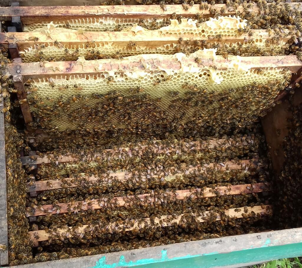 pure Honey