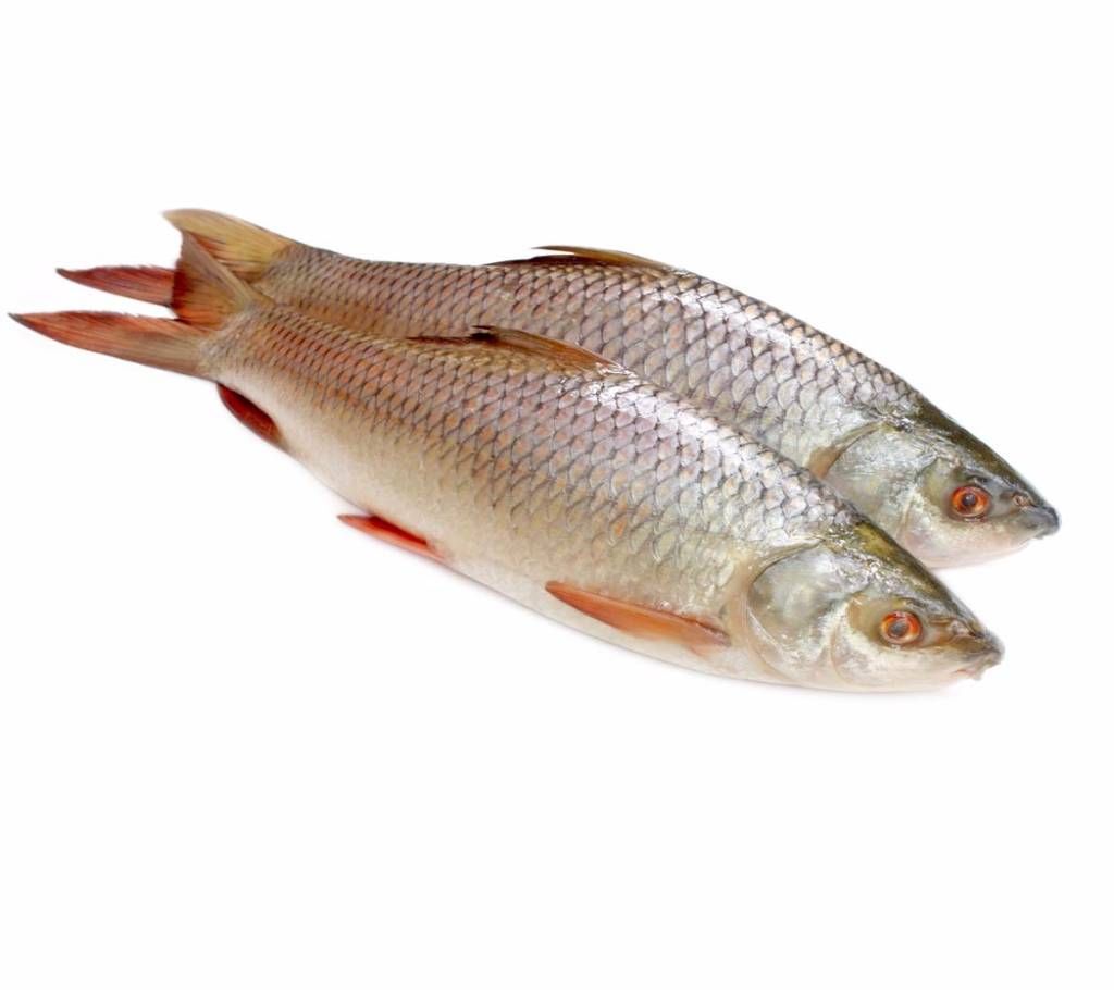 Large Katla Fish 4kg+