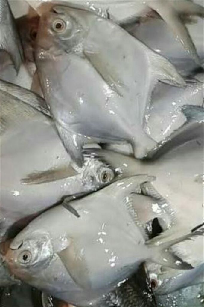 Ruppachndha fish (4-6 pcs a kg)