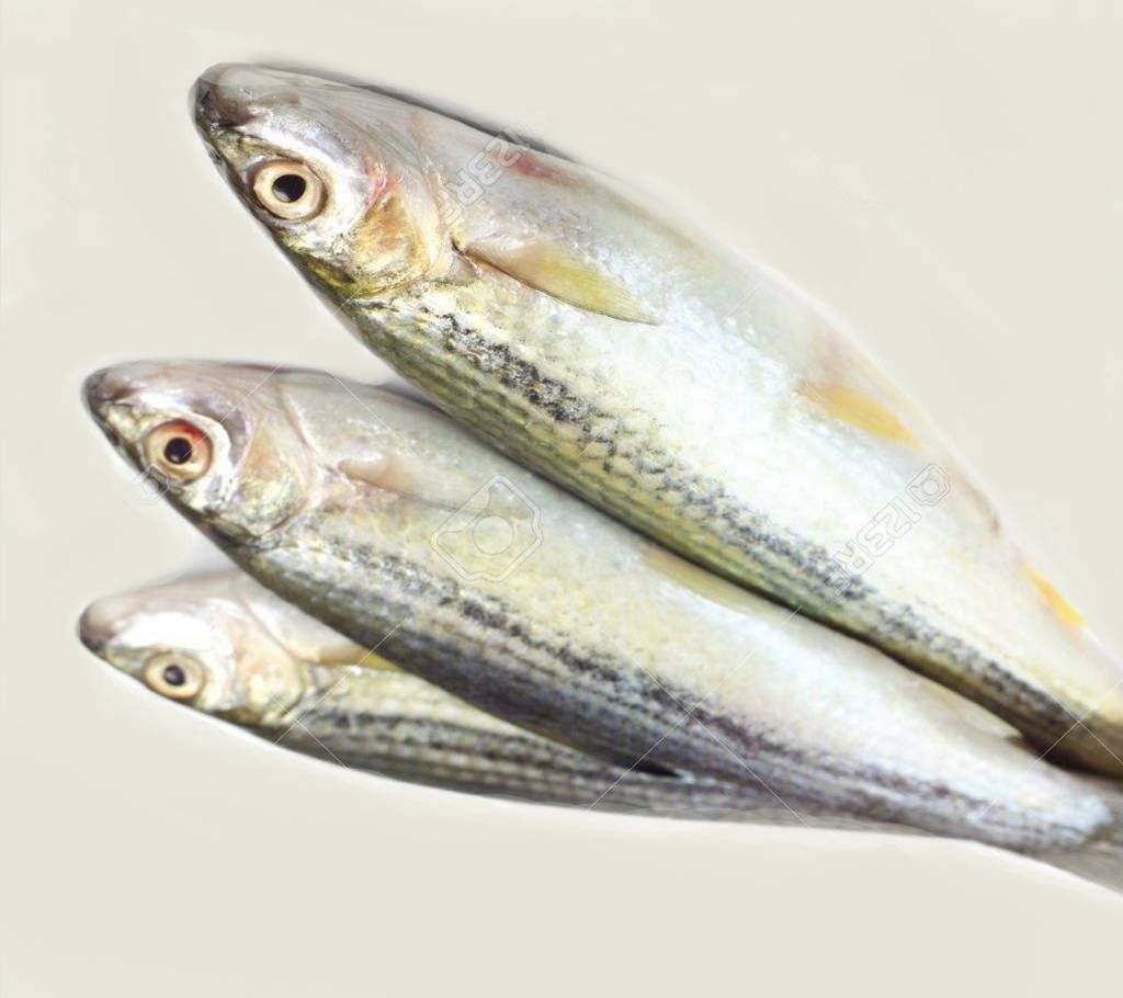Deshi Tatkani (River)