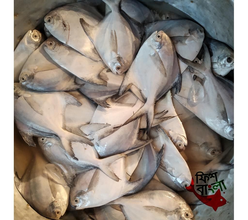 Rupchada Pomfret fish 1kg 