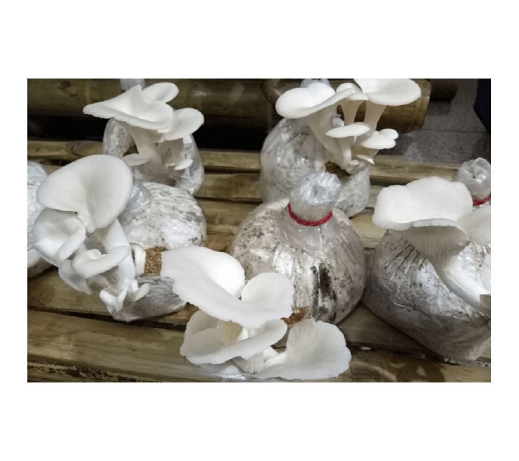 Oyster Mushroom