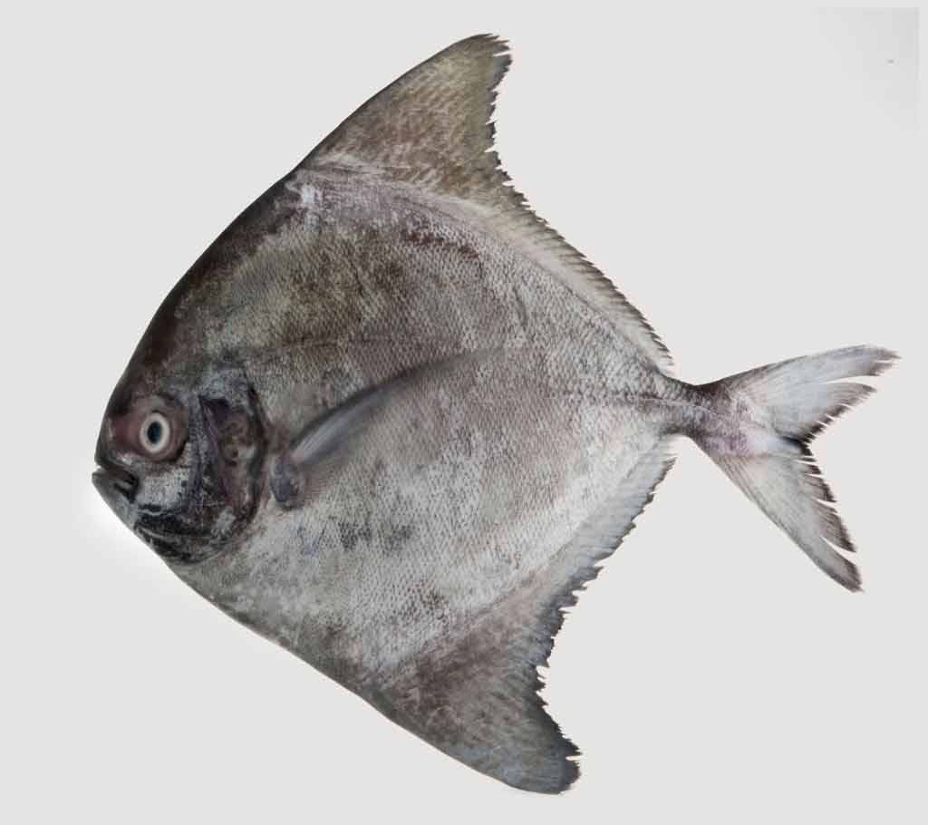 Black Rupchanda (1 kg)