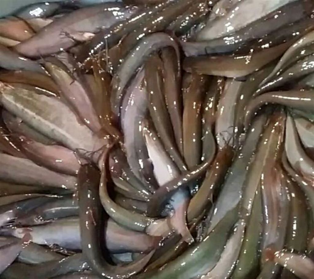 Hornfish (1 kg)