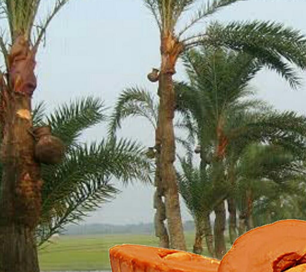 Patali Date Molasses 6 Kg