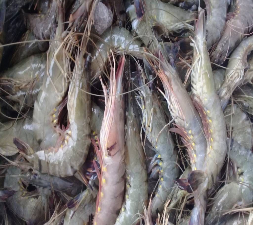 Medium Golda Chingri - 1 Kg