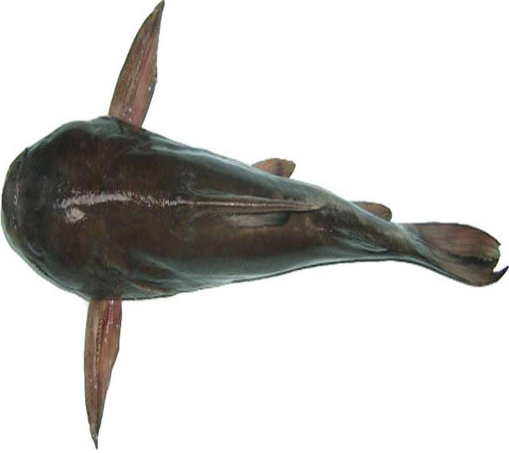 10kg size Sea Ritha