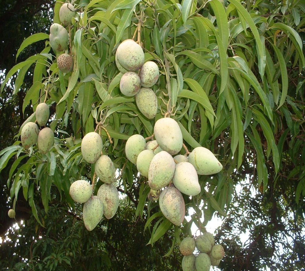 Himsagor Chemical Free Mango ( per kg)
