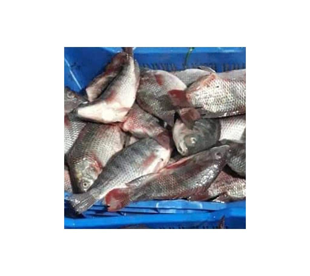 Deshi Telapia
