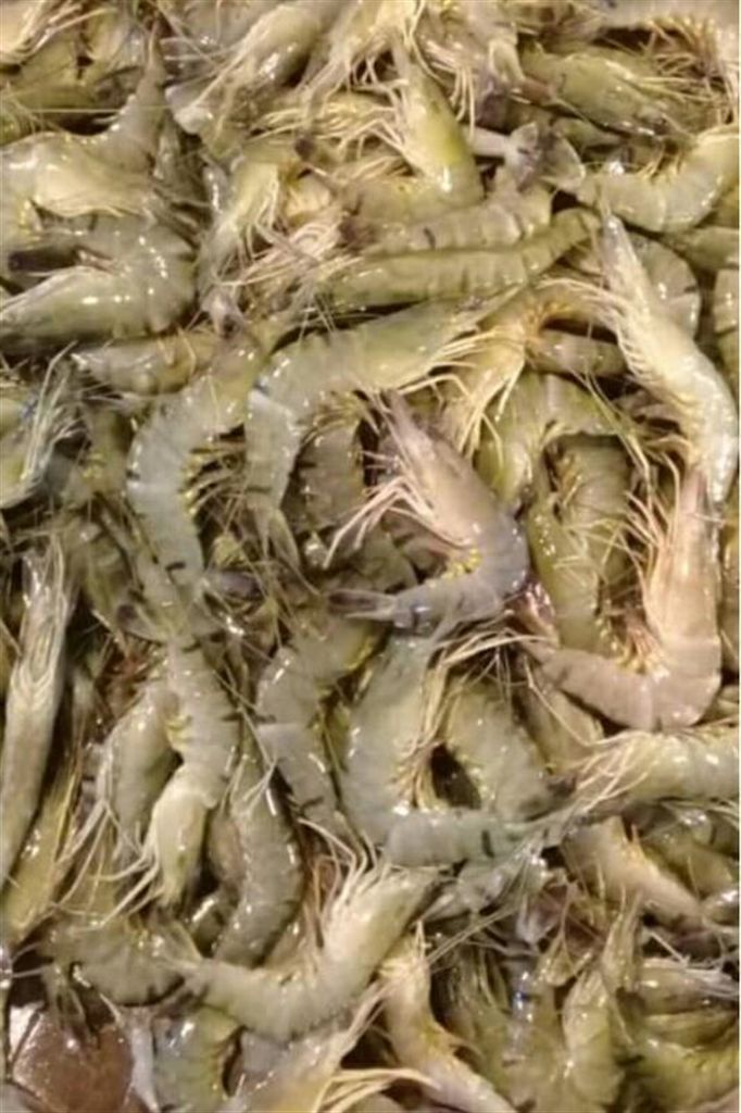 Small shrimp ( 50-60 pieces at 1 kg)