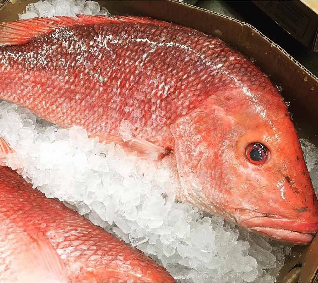Red Snapper fish (1 kg)