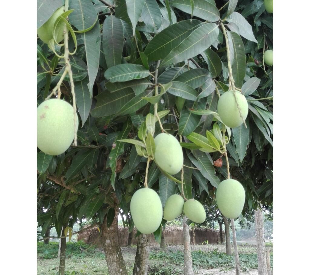 Rajshahi's Mango