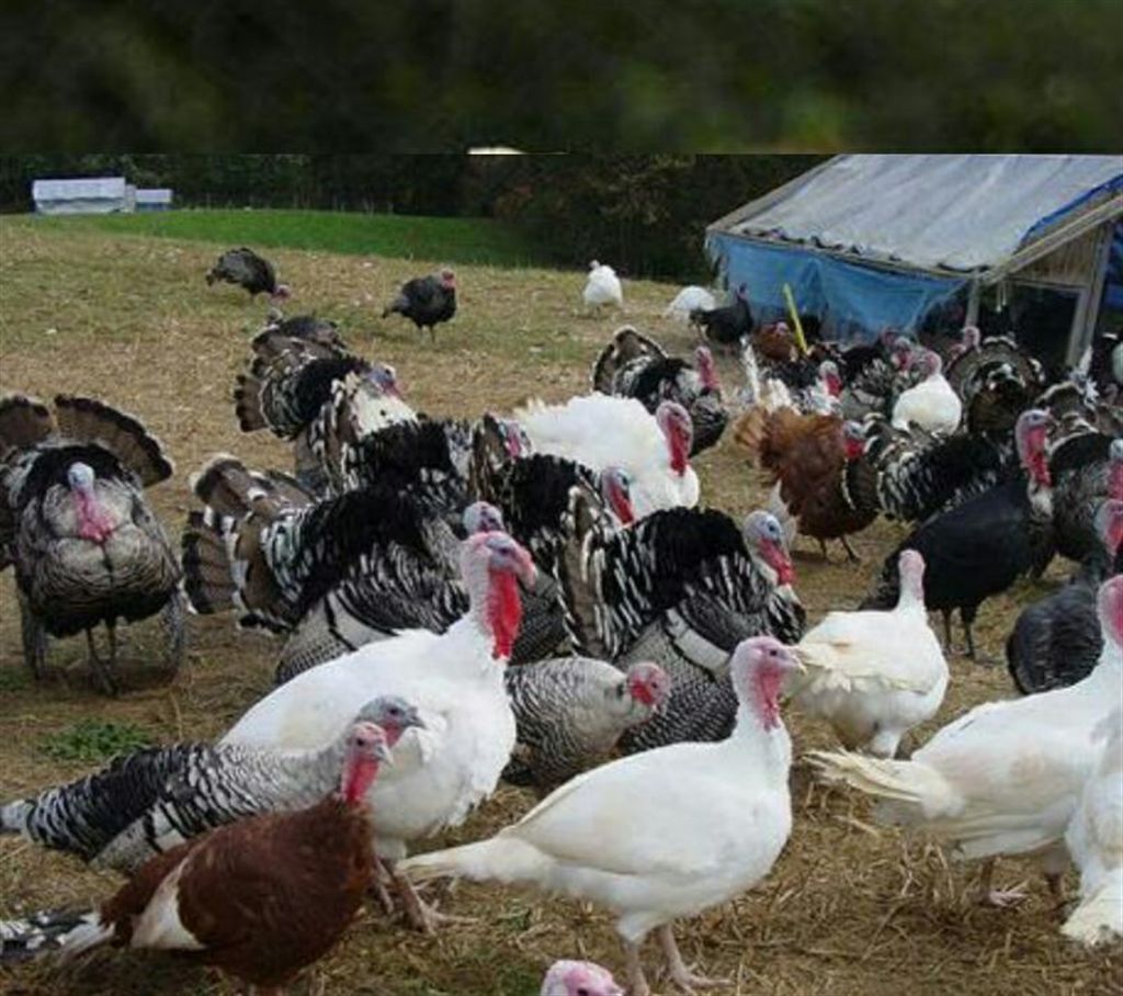 
Turkey chicken - Fresh live chicken (Weight:3 kg +)