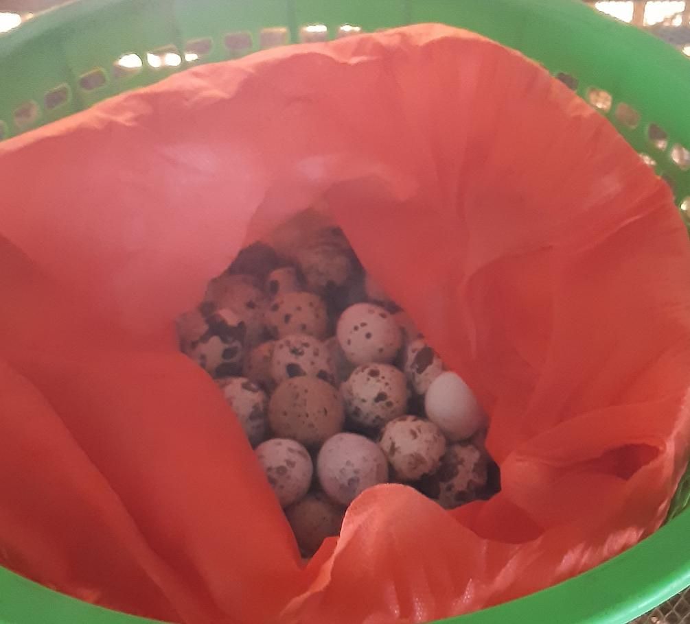 quail eggs