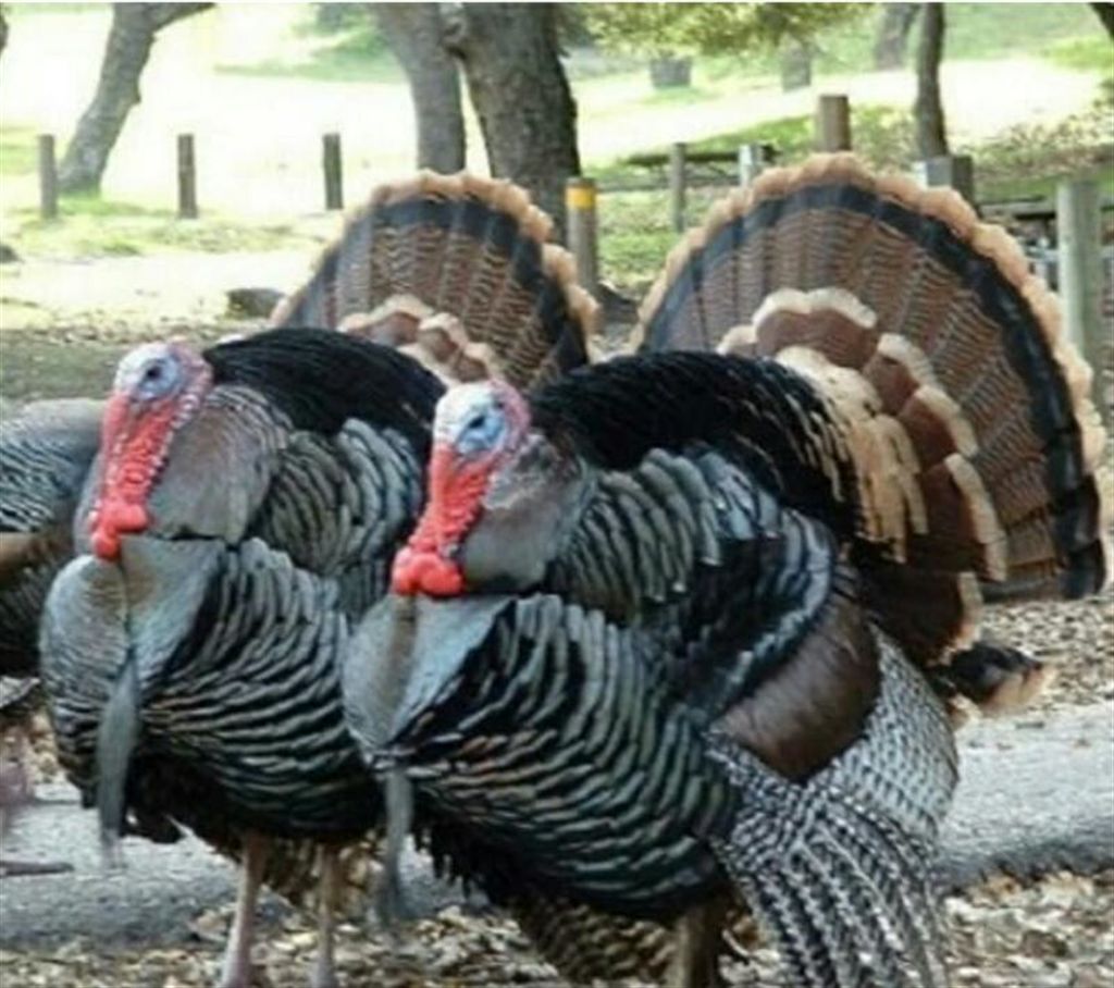 Turkey chicken - Fresh live chicken ( Weight :5 kg +)