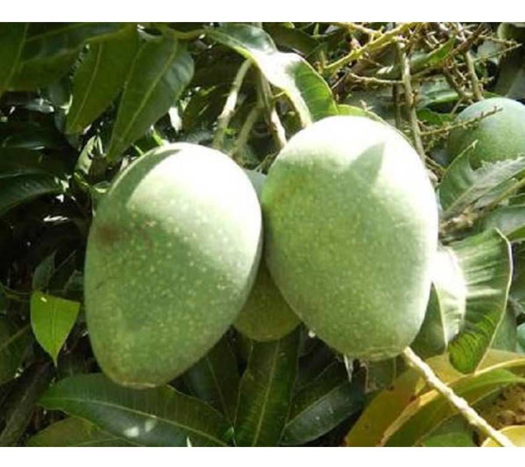 Gopalvog Aam
