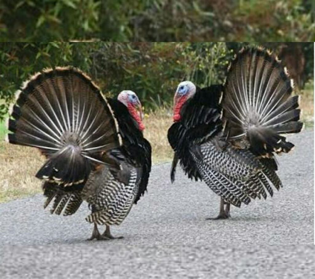 Turkey chicken - Fresh live chicken (weight: 4 kg+ )