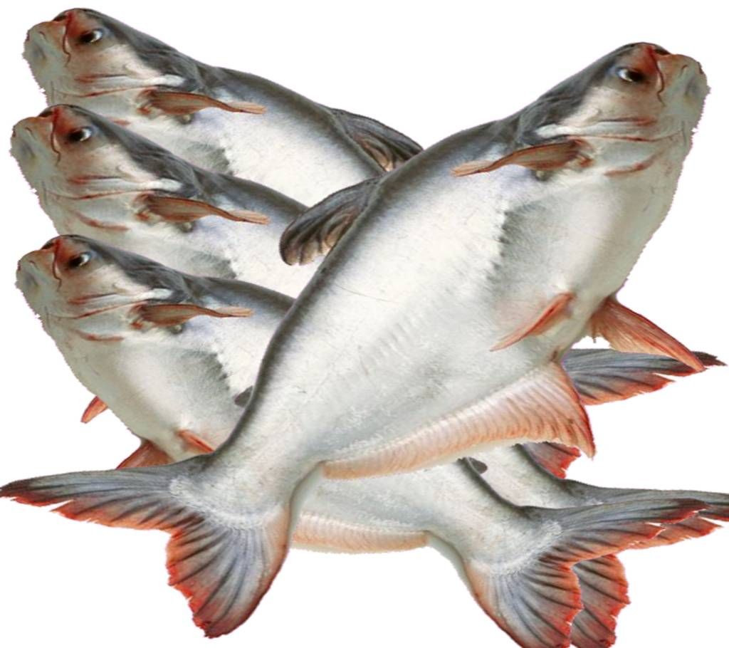 Pangash (River)