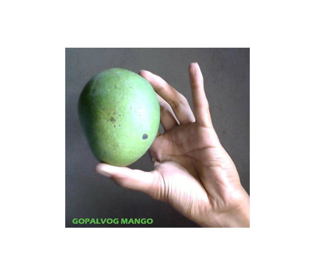 Gopalvog Mango 10 KG. Gopalvog Mango Organic Mango