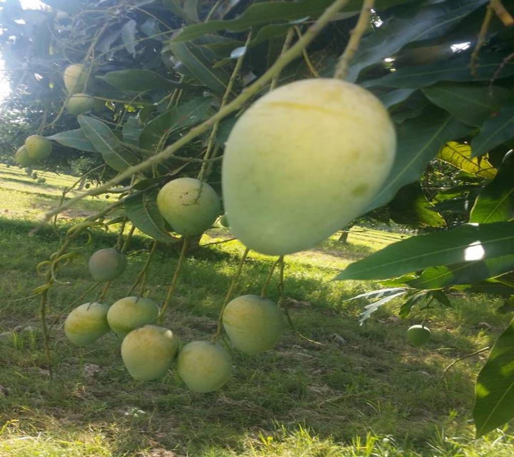Amrapali Mango 10kg (BD)