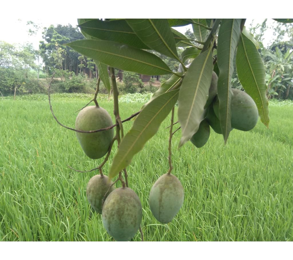 Mangoes of Rajshahi 4kg