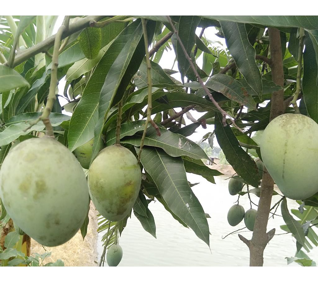 The mangoes of Rajshahi 5 kg