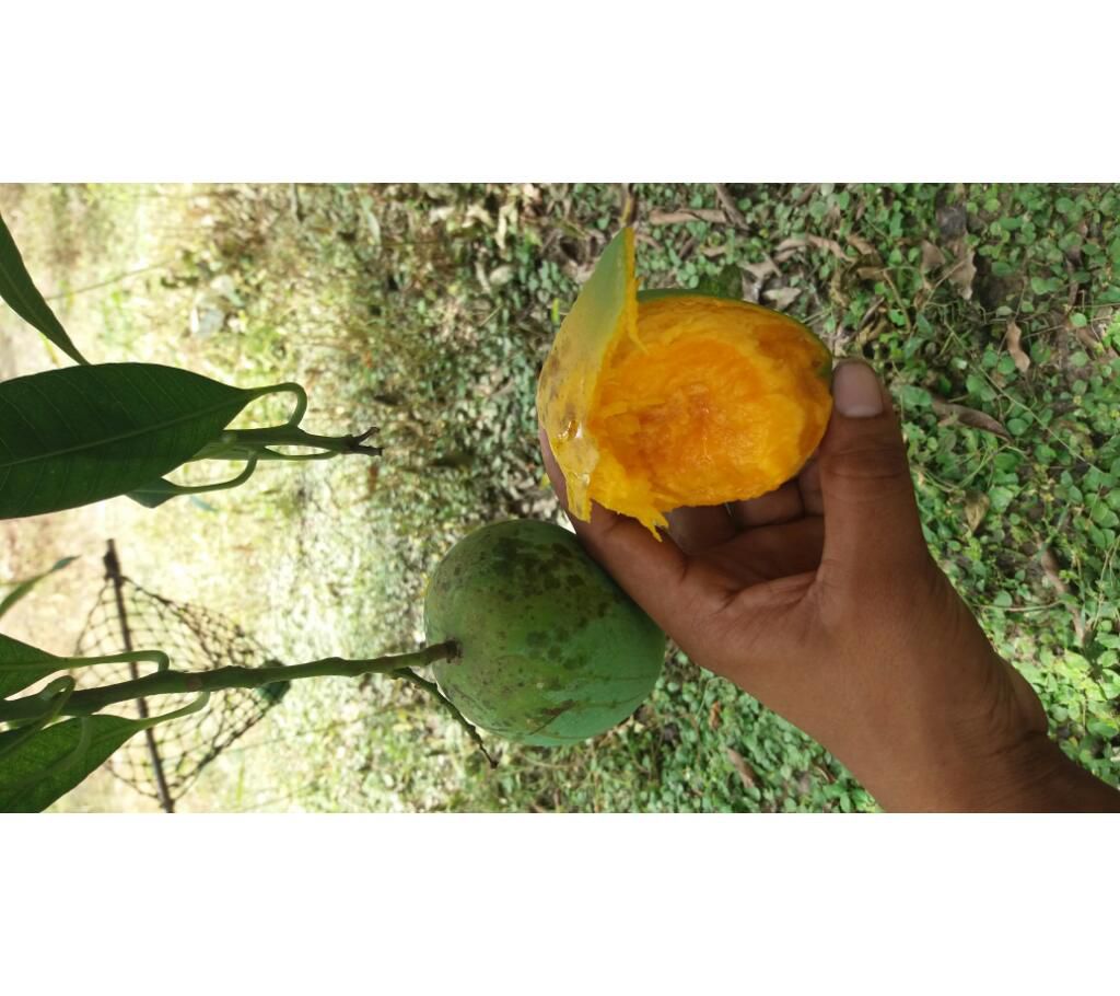 himsagor mango