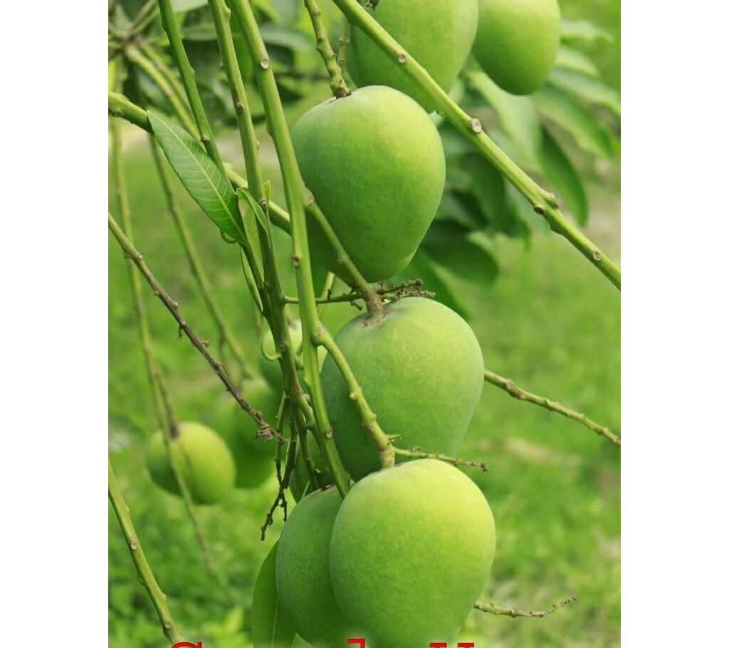 Gopalvog Mango