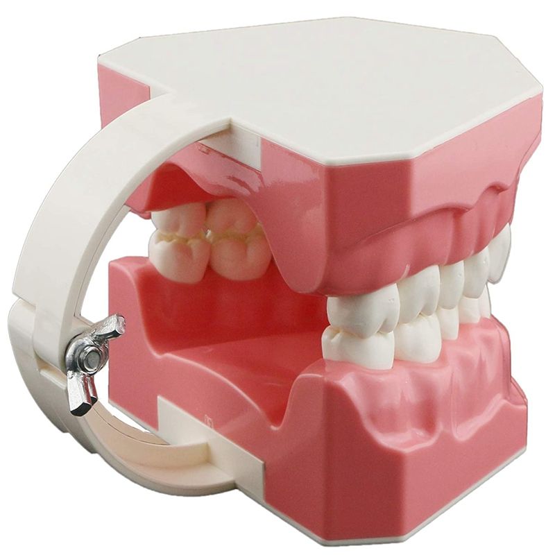 Dental Model Brushing Flossing Practice Teeth Typodonts Mode Gingiva Visible Anatomic Demonstration