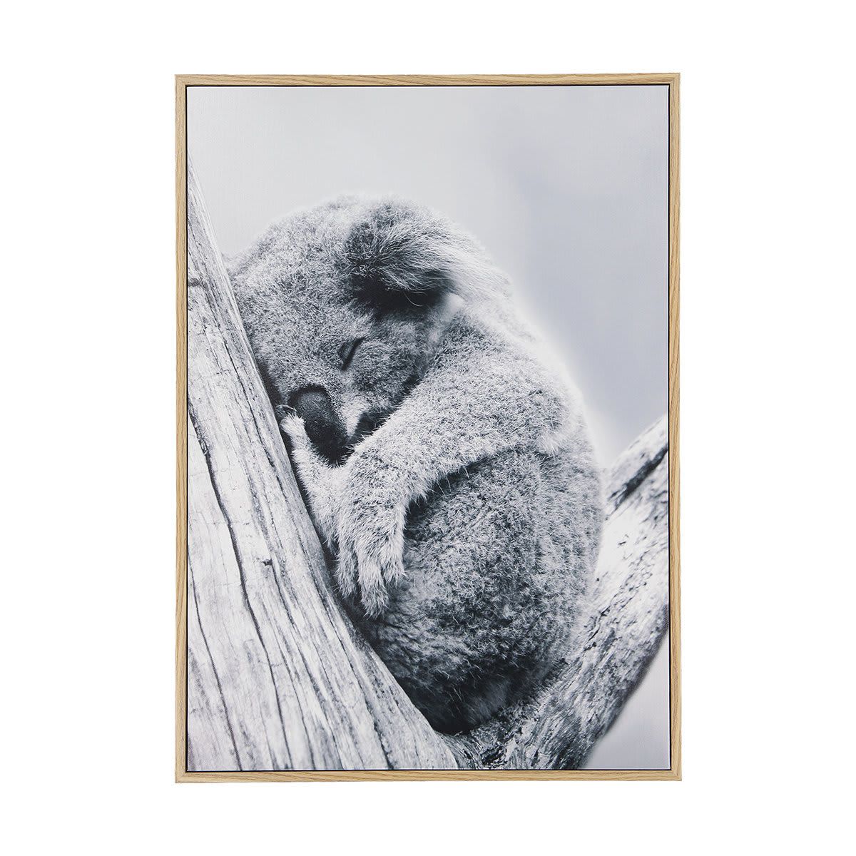 Koala Framed Canvas