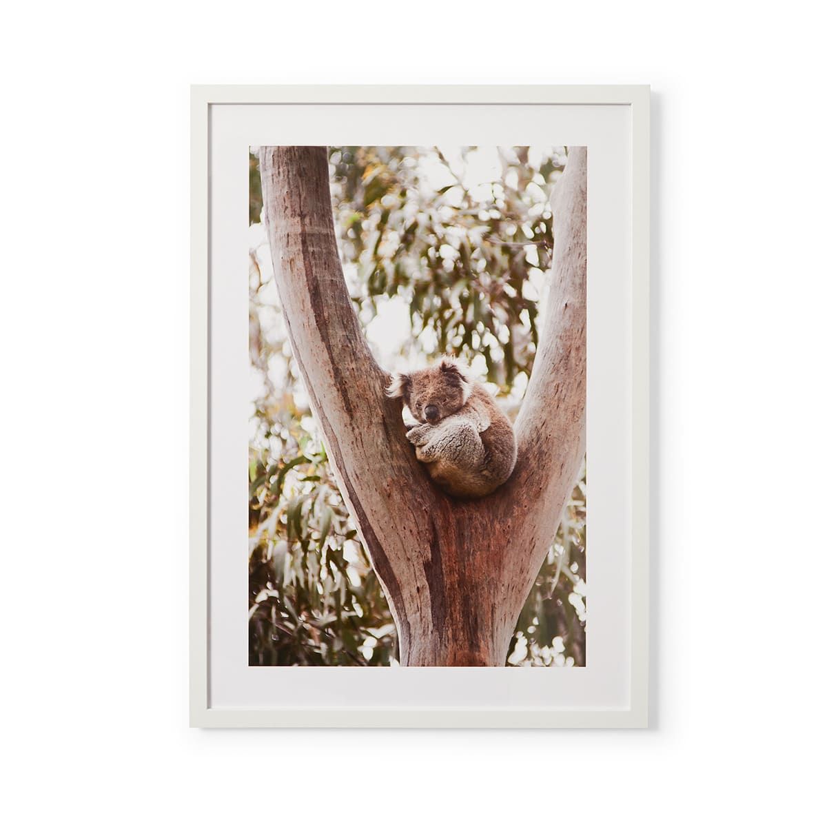 Koala in Tree Framed Print