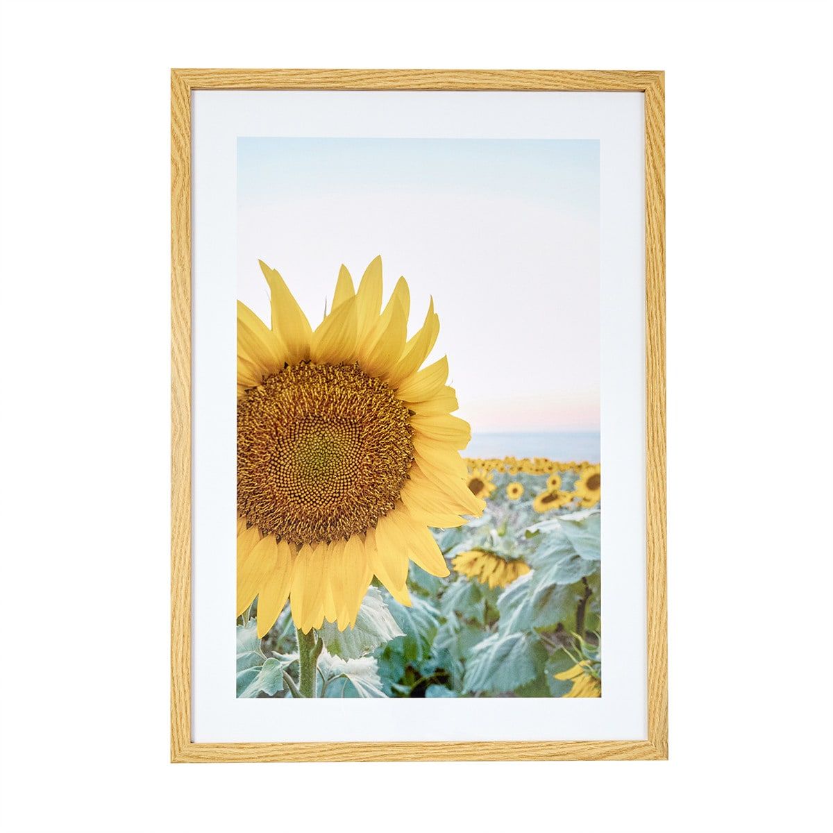 Sunflower Framed Print