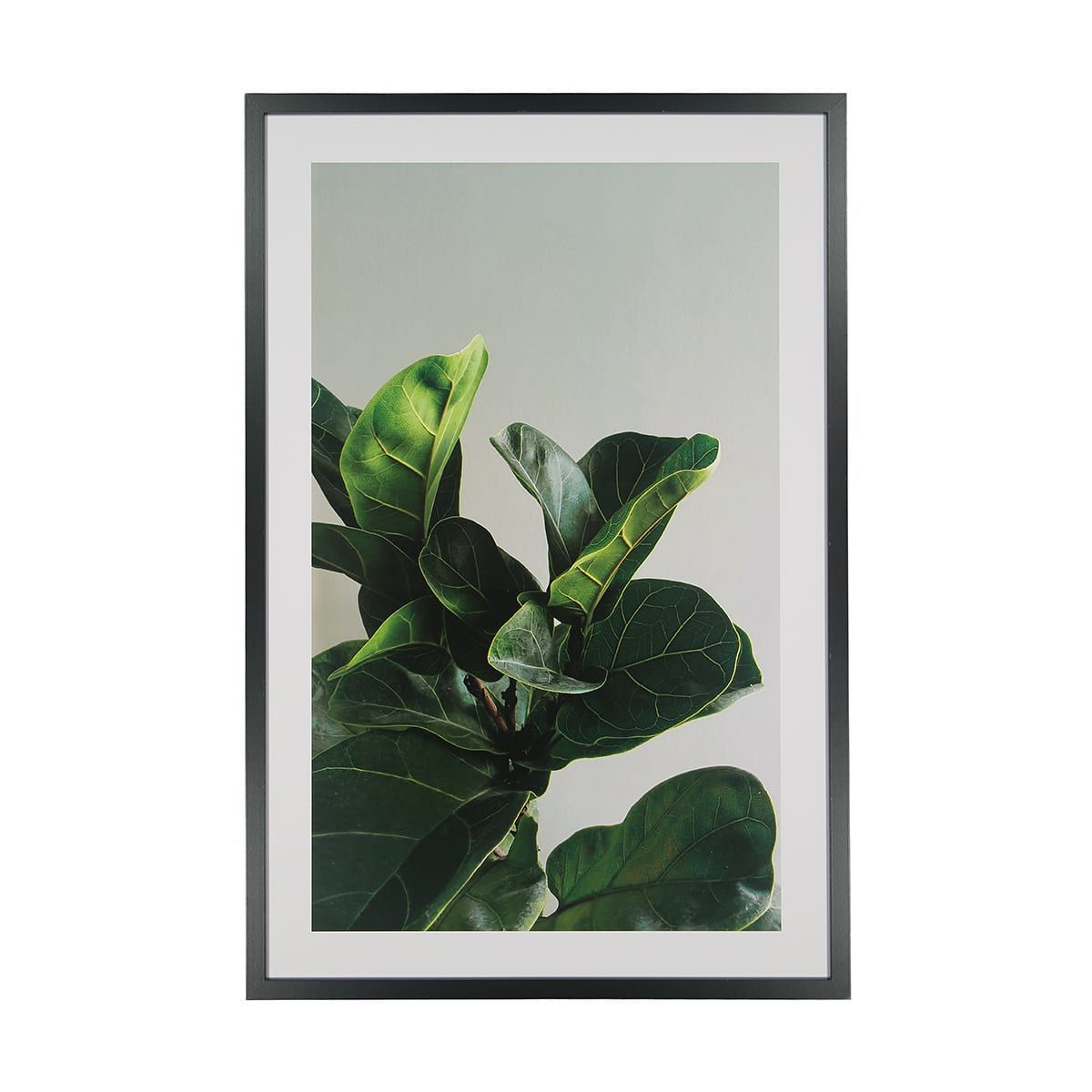 Fiddle Leaf Framed Print