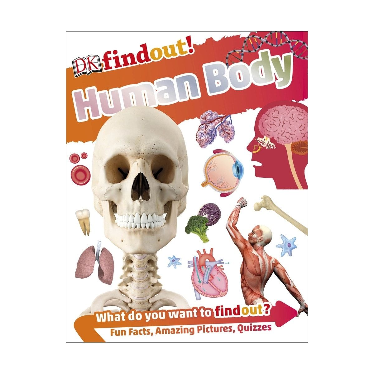 DKfindout! Human Body - Book