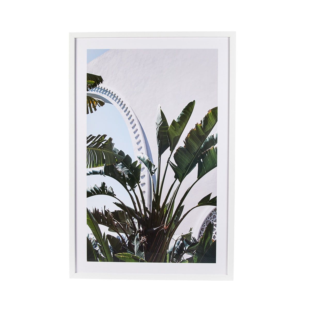 Fan Palm Framed Print