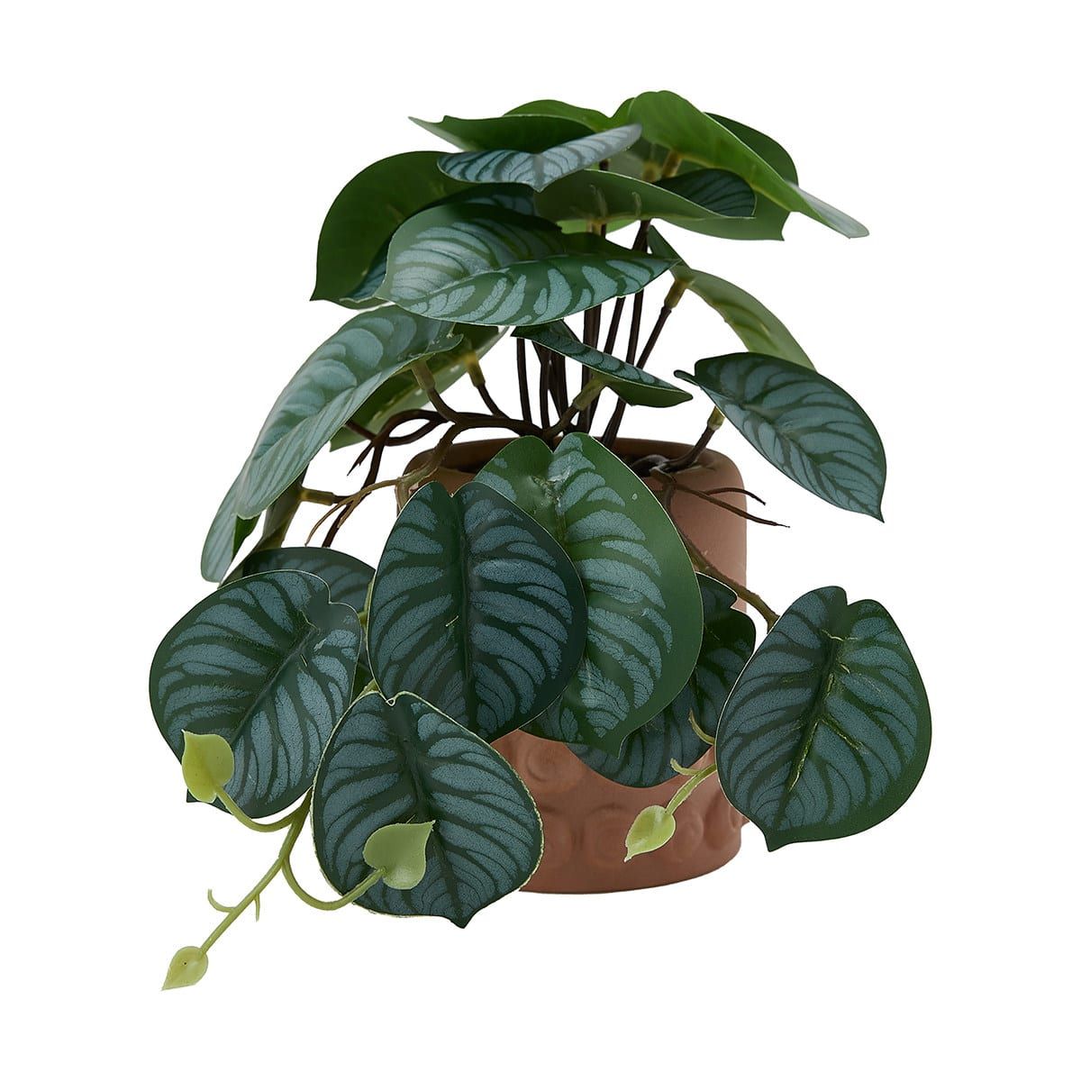 Artificial Calathea Plant in Textured Pot