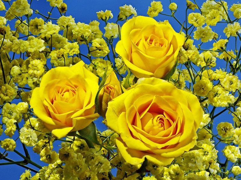 Beautiful flowers poster Multicolor Photo Paper Print Poster Photographic Paper  (18 inch X 12 inch, Rolled)