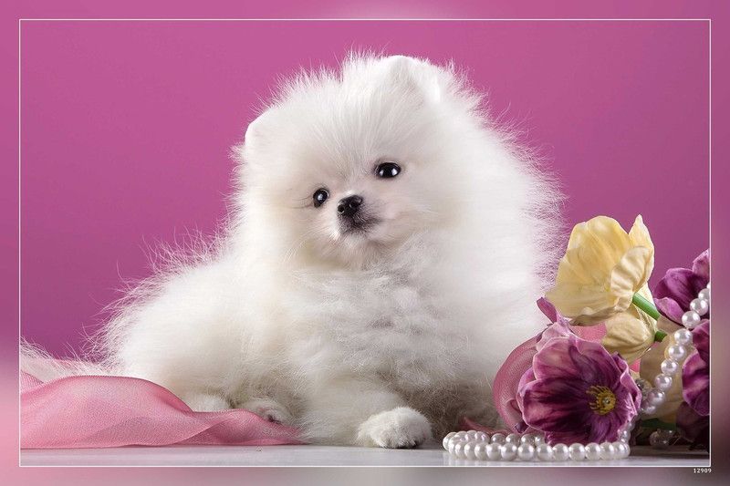 Cute Dogs Cute Puppies Pomeranian Fulffy Dog Golden Retriever Matte Finish Poster Paper Print  (12 inch X 18 inch, 12 x 18 Inch Unframed)