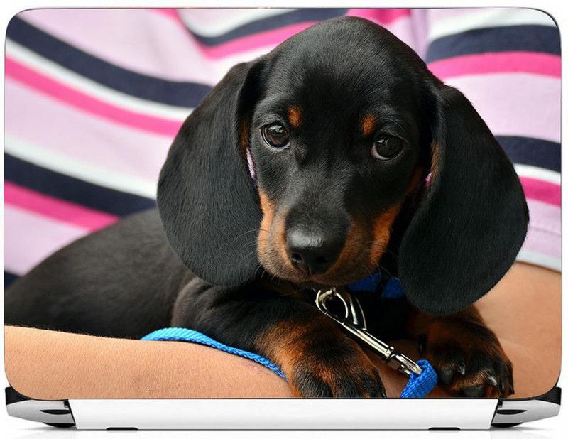 PRINTHUBS 38.1 cm Skin Decal Back Cover Sticker For Laptop All Models 15in Screen(16.5x8.4 In)s19 Removable Sticker  (Pack of 1)