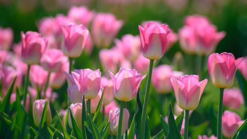 Tulip Flower Multicolour Photo Paper Print Poster Photographic Paper Photographic Paper  (12 inch X 18 inch, Rolled)