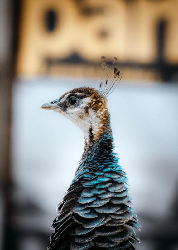 Online Collection 30.48 cm Peacock Sticker, Bird Poster, Animals , (18 inch X 12 inch) pea100 Non-Reusable Sticker  (Pack of 1)