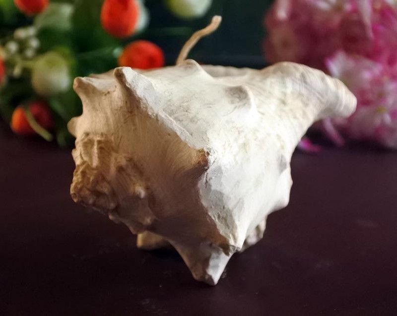 LoveGift conch candleart Candle  (White, Pack of 1)