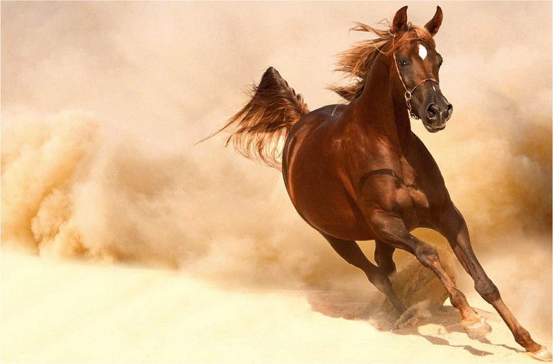 Horse Running Wall Poster Paper Print  (18 inch X 12 inch)