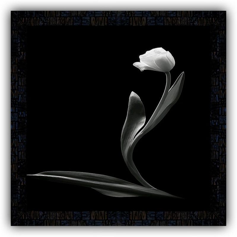 Poster N Frames framed poster of Flower floral-25387 Digital Reprint 14 inch x 14 inch Painting  (With Frame)