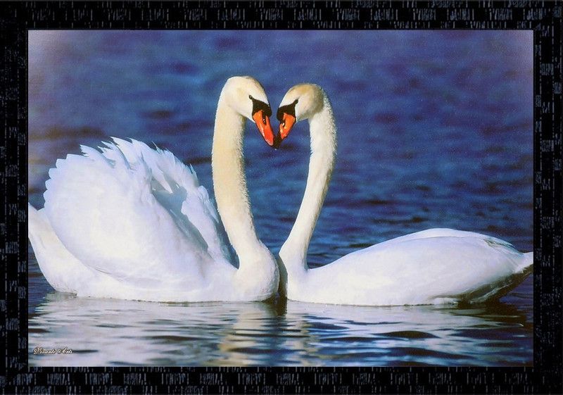 Janki Love Bird Duck in Water Wall Painting with frame home decoration item Canvas 14 inch x 20 inch Painting  (With Frame)