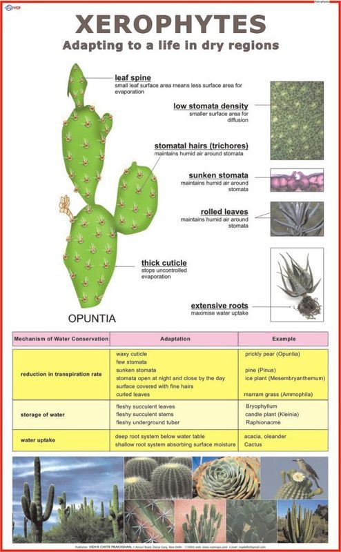 Xerophytes Chart Paper Print  (36 inch X 23 inch)